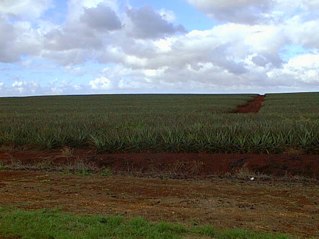 Red-earth pineapple fields