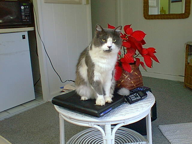 Schmooky on computer