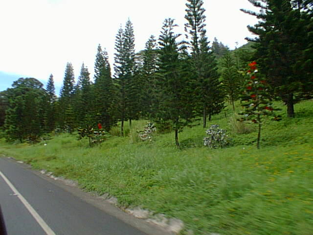 Christmas trees alongside highway