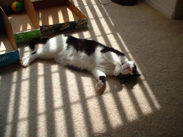 Asleep in the sun