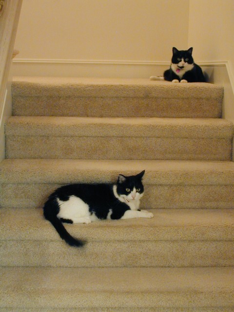 Cats on stairs