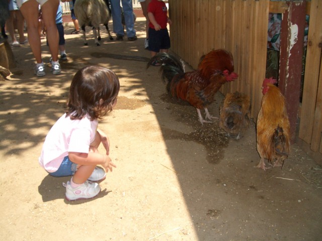 Chickens!