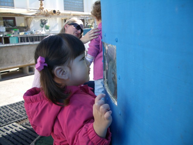 Peering into tank at SEA Lab