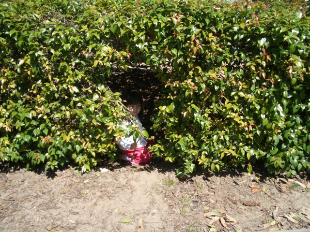 Lura in hedge